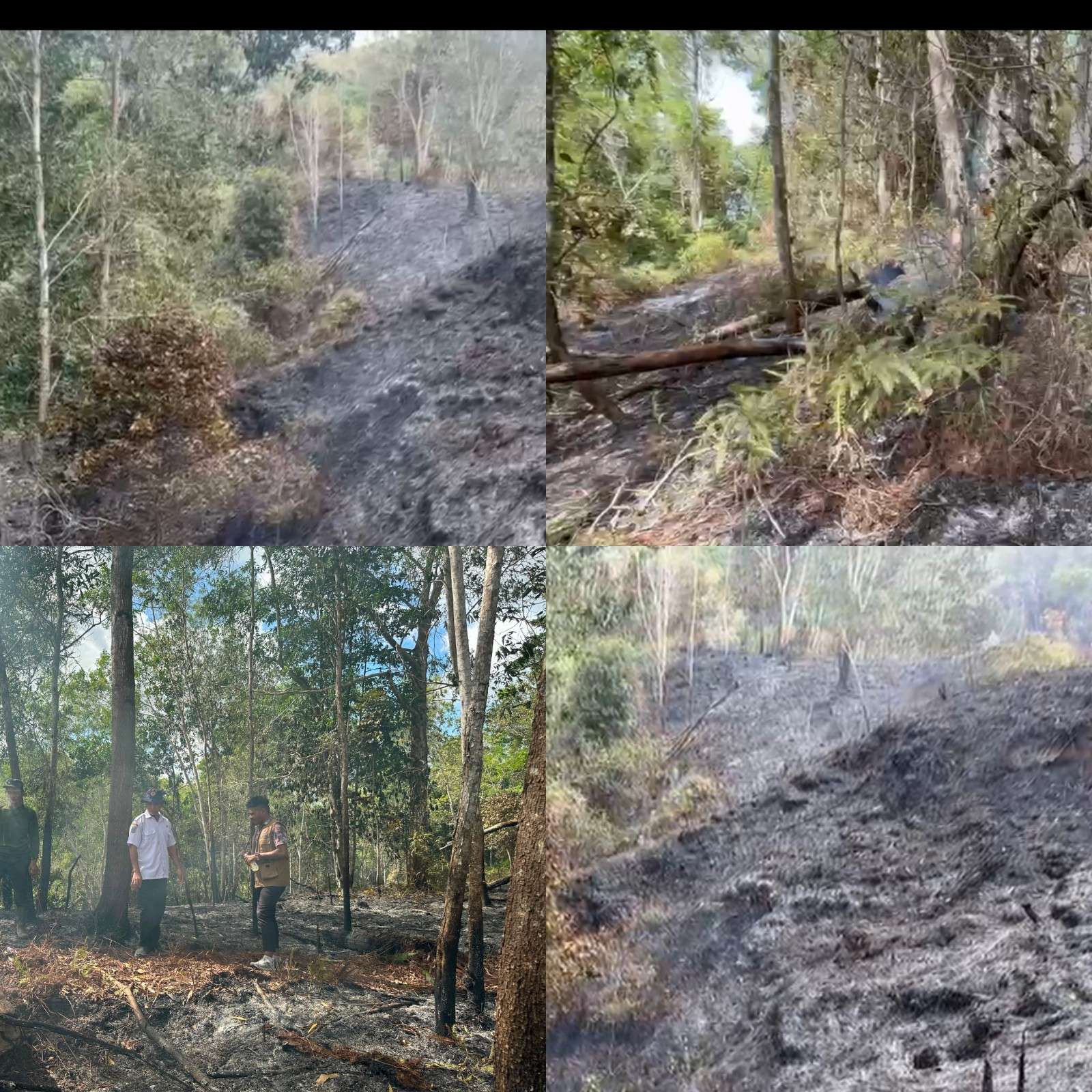 BPBD Temukan Titik Api, Karhutla Sorong Berpotensi Terulang